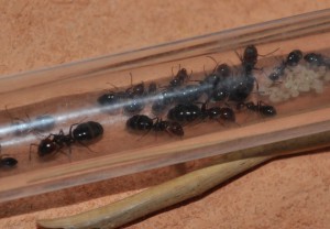 Colonie envoyée par Temnothorax, DSC_0359 (3).JPG