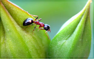 [Concours Photo] Aout 2012 : Les fourmis dans leur milieu naturel, 2.png