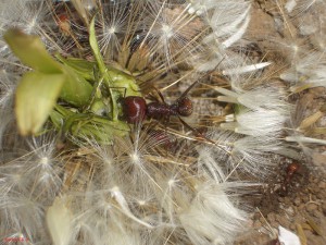 [Blog] Messor cephalotes, CIMG0065.JPG