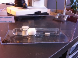 [Blog] Les Formica de M.Ants, IMG_0428.JPG