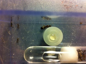 [Blog] Les Formica de M.Ants, IMG_0461.JPG