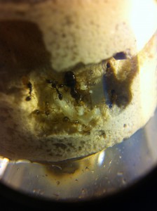 [Blog] Les Aphaenogaster subterranea de M.Ants, IMG_0439.JPG