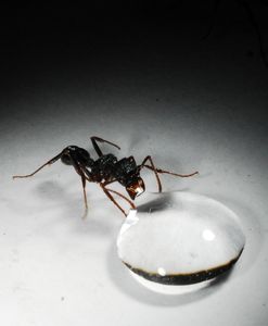 Fourmis rhytidoponera sp. qui se nourrit d'eau sucrée, La Toxicité des Protéines chez les Fourmis et leur Gestion de la Nutrition
