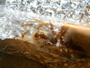 **fin**[Blog] Camponotus sp. D'Amérique du Sud, DSCN3193__1351944078_91.86.1.24.jpg