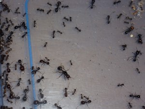 Le gyne de près de un an ., [Blog] Messor barbarus de LeeB056