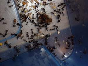 Le gyne restante de cette année ., [Blog] Messor barbarus de LeeB056
