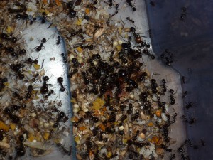 La reine mère ..., [Blog] Messor barbarus de LeeB056
