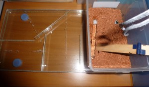 Le nid :/, [Blog] Messor barbarus de LeeB056
