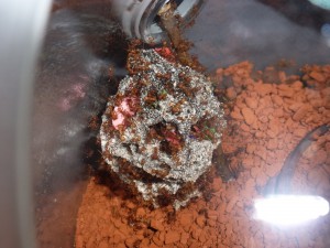[Blog] Acromyrmex octospinosus, 026 3112012 cpr.jpg