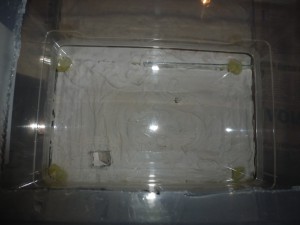 [Blog] Messor barbarus de LeeB056, 014 4112012 cpr.jpg
