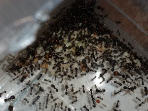 [Blog] Messor barbarus de LeeB056, 027 4112012 cpr.jpg