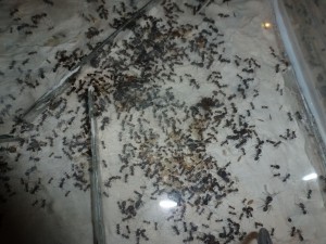 [Blog] Messor barbarus de LeeB056, 029 4112012 cpr.jpg