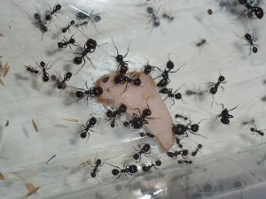 [Blog] Messor barbarus de LeeB056, 024 5112012 cpr.jpg