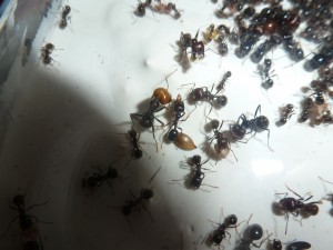 [Blog] Messor barbarus de LeeB056, 033 5112012 cpr.jpg