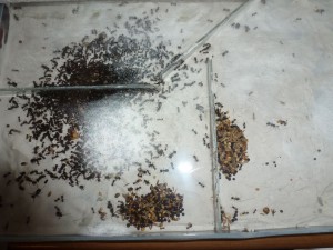 [Blog] Messor barbarus de LeeB056, 027 5112012 cpr.jpg