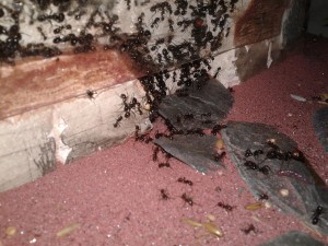 Dans le tube j'ai mis un mélange graine pour oiseaux et quinoa ( elles aiment bien ), Les nouvelles conceptions de M. rubra