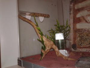 Vu de l'ensemble, pour y accéder, les fourmis doivent grimper sur la racine., Les nouvelles conceptions de M. rubra