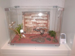 une petite vue d'ensemble., Les nouvelles conceptions de M. rubra