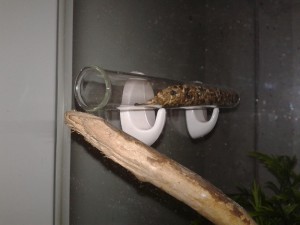 une vue bien plus proche., Les nouvelles conceptions de M. rubra