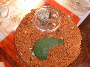 **fin**[Blog] Les Atta cephalotes de LeeB056, 015 8112012 cpr.jpg