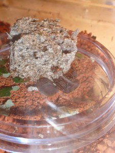 **fin**[Blog] Les Atta cephalotes de LeeB056, 017 8112012 cpr.jpg