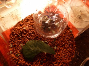 **fin**[Blog] Les Atta cephalotes de LeeB056, 023 8112012 cpr.jpg