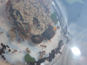 **fin**[Blog] Les Atta cephalotes de LeeB056, 004 9112012.jpg