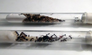 [Blog] Messor cephalotes, Messor cephalotes.jpg
