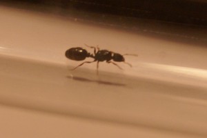 4 gynes inconnues., animaux 2012 014.jpg