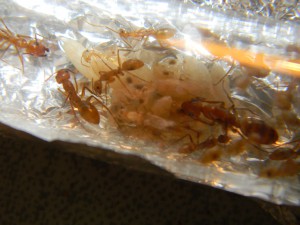 Et ici une jeune ouvrière, **fin**[Blog] Camponotus sp. D'Amérique du Sud