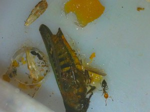 L'Adc bien dégeulasse ^^., [Blog] Les Crematogaster scutellaris de Joshua34.