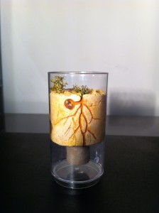 Un réseau de fissures creusées à la main menant jusqu'à la réserve d'eau permet aux racines de s'y épanouir. Une plante s'épanouira ainsi dans l'AdC Augmentant l'esthétisme de celle-ci., Les conceptions de M.Ants