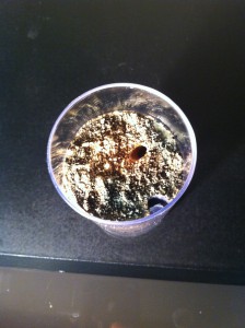 L'AdC est granuleuse et plane, les couleurs y sont un peu travaillées de manière à donner l'impression d'un sol recouvert de cendre et de débris végétaux (rappelons que le but est de donner l'impression que ce nid est au pied d'un volcan)., Les conceptions de M.Ants