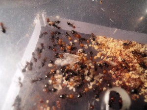 [Blog]  Grosse colonie Crematogaster scutellaris, Premiere princesse.jpg