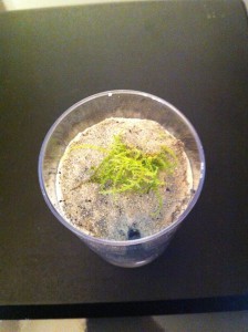 Un aperçu de l'aire de chasse très simple avec une couche de sable collée au bloc teintée en gris avec quelques reliefs et une petite pousse de sphaigne., Les conceptions de M.Ants