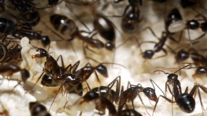 **Fin** [Blog] Camponotus substitutus, P1020681.JPG