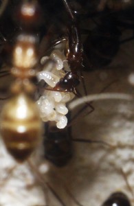 **Fin** [Blog] Camponotus substitutus, P1020683.JPG