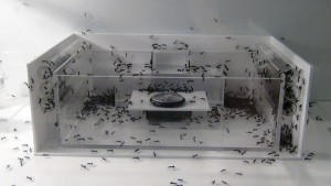 [Blog] Camponotus dolendus, 2.jpg