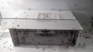 [Blog] Camponotus dolendus, 3.jpg