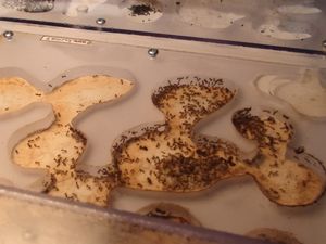 Ma colonie de Pheidole tenerifanna, les criquets 018.JPG