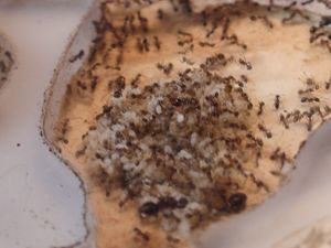 Ma colonie de Pheidole tenerifanna, les criquets 016.JPG