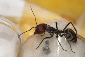 [Blog] Camponotus singularis (funkyben), DSC08858.JPG