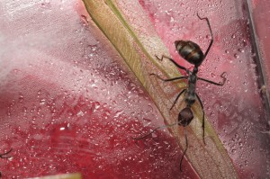 [Blog] Camponotus singularis (funkyben), DSC08775.JPG