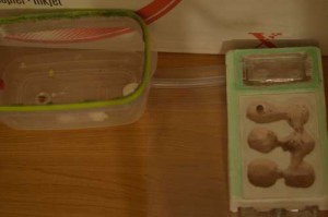 nouveau nid, **Fin** [Blog] Pheidole pallidula de Matty