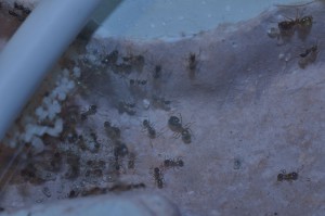Colonie 3, **Fin** [Blog] Pheidole pallidula de Matty