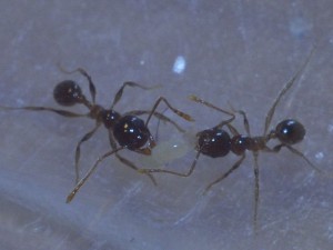 Mechoui, **Fin** [Blog] Pheidole pallidula de Matty