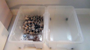 [Tutoriel] Elevage de Blatta lateralis, DSC00192.JPG