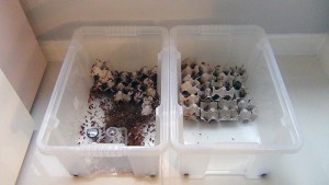 [Tutoriel] Elevage de Blatta lateralis, DSC00193.JPG