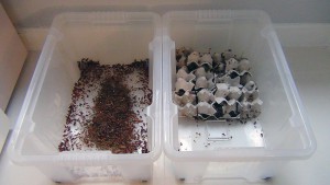 [Tutoriel] Elevage de Blatta lateralis, DSC00194.JPG