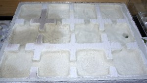 Le nid, [Blog] Camponotus cf. pseudoirritans